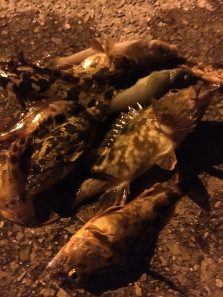 極寒のガシリングで6目釣り